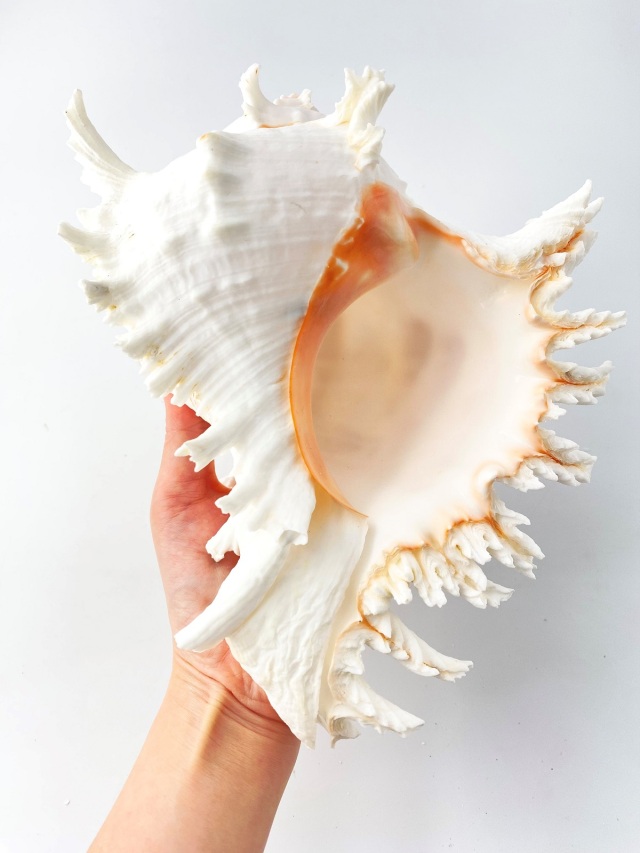 テングガイ【約22～24cm】En: Murex Ramosu (size:22-24cm)