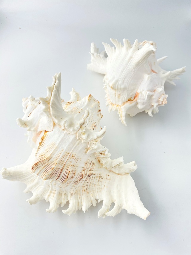 テングガイ【約22～24cm】En: Murex Ramosu (size:22-24cm) 貝殻