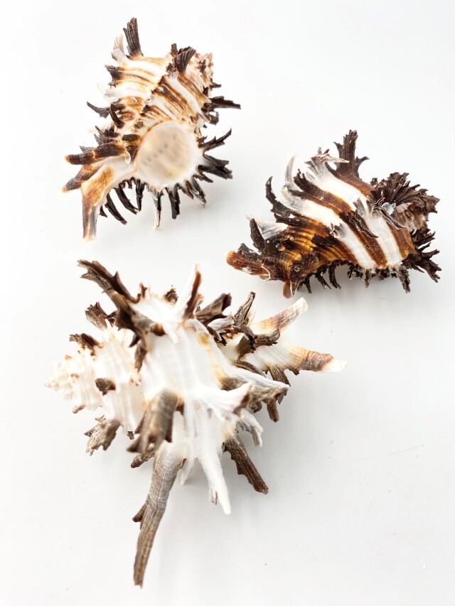 特選ノシメガンゼキ【約8～9cm】En: Murex Endebia (Size:8-9cm)
