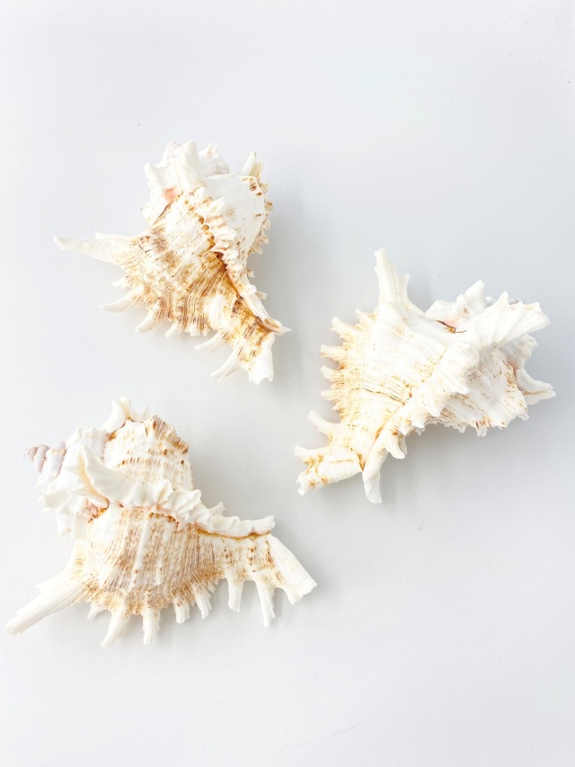 テングガイ【約12～14cm】En: Murex Ramosu (size:12-14cm)
