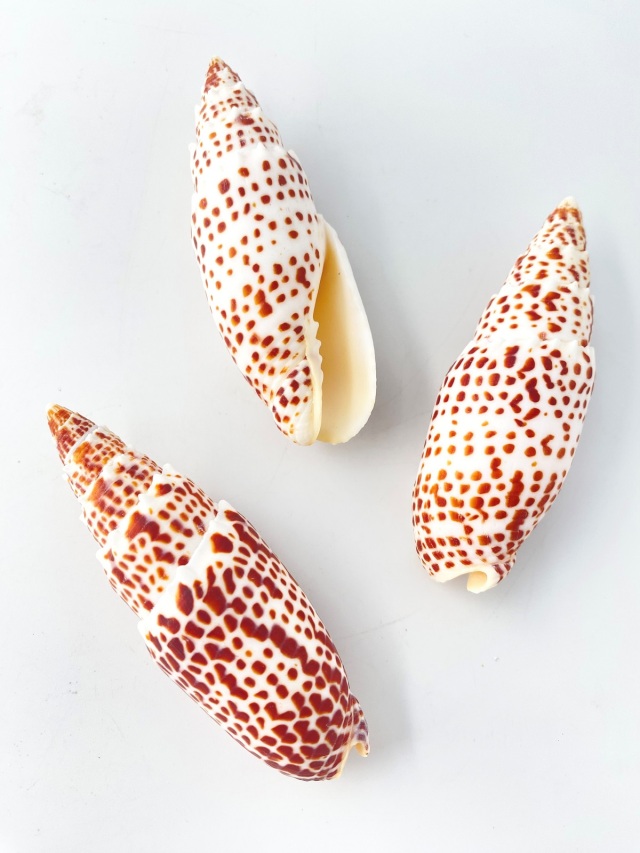 オニノキバフデ【約11～12.5cm/1個】 En: Mitra papalis (Size11