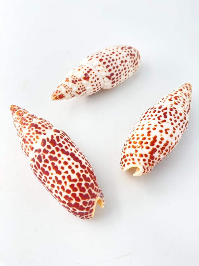 オニノキバフデ【約11～12.5cm/1個】 En: Mitra papalis (Size11