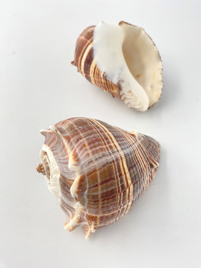 ダルマカンムリボラ【約7～8cm/1個】 En: Melogena Melogena (size:7