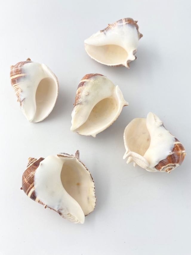 ダルマカンムリボラ【約7～8cm/1個】 En: Melogena Melogena (size:7