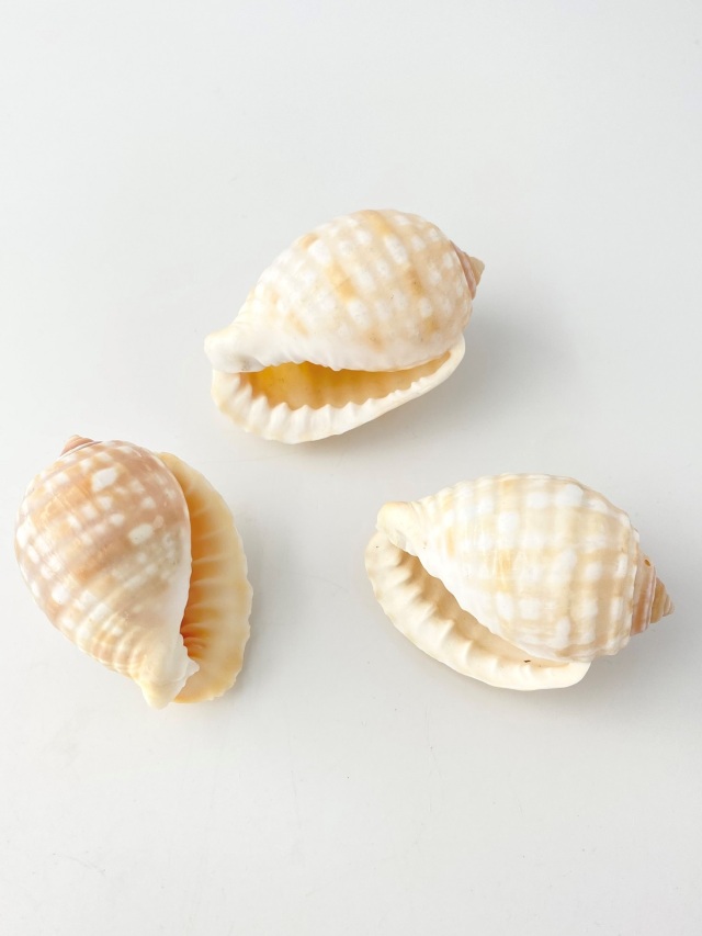 イワカワトキワガイ【約5.5～6.5cm/1個】 En: Malea pomnm(Size:5.5