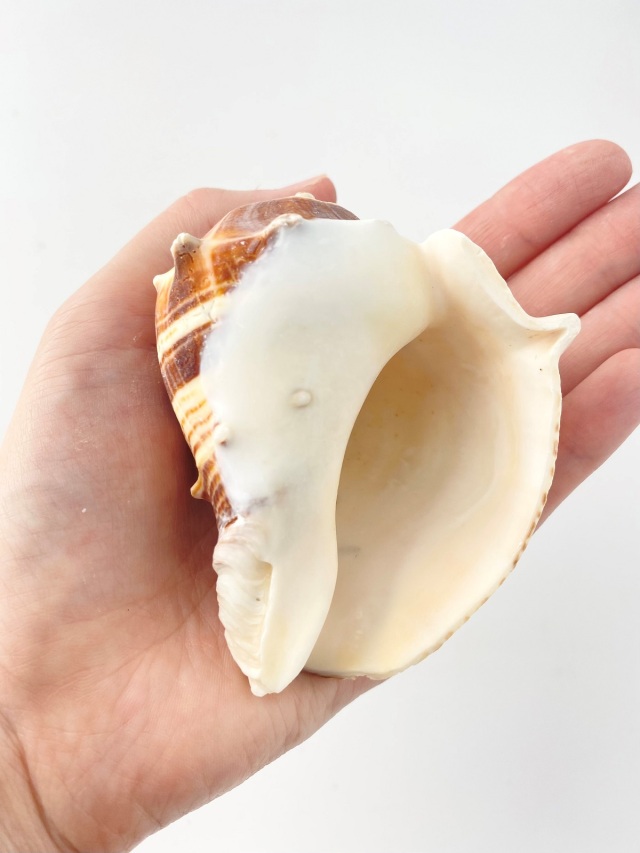 ダルマカンムリボラ【約7～8cm/1個】 En: Melogena Melogena (size:7