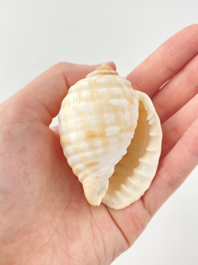 イワカワトキワガイ【約5.5～6.5cm/1個】 En: Malea pomnm(Size:5.5