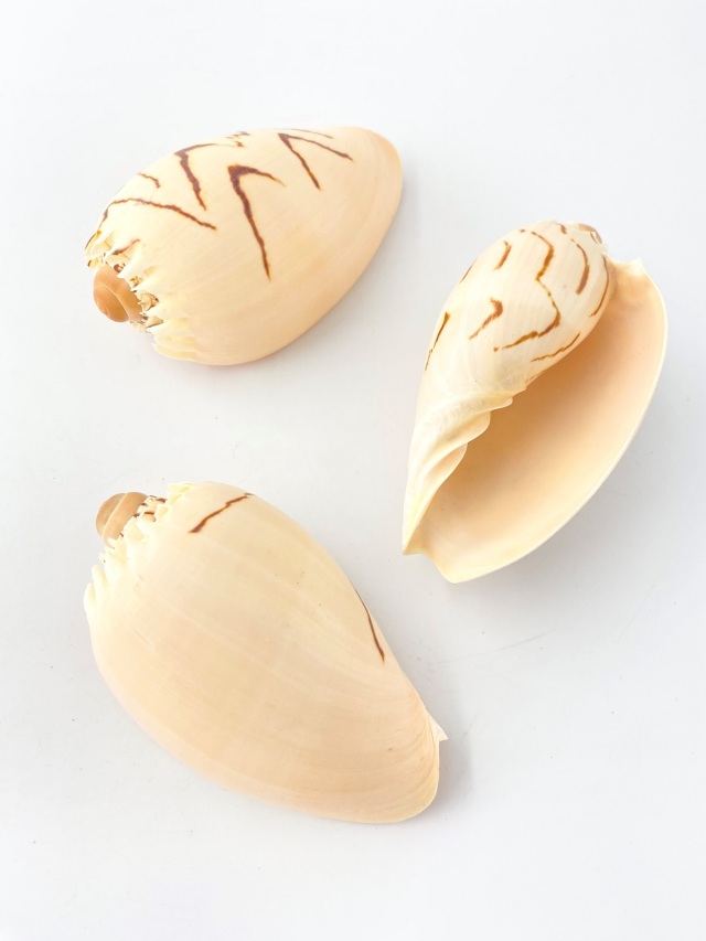 メロディアデマ【約8～10cm】 En: Melo Diadema (size:8-10cm) 貝殻