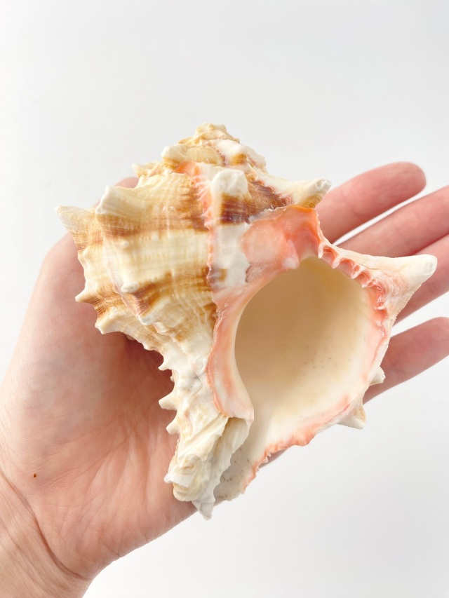 ボタンガンゼキ【11cm前後/1個】 En: Murex Brassica (size