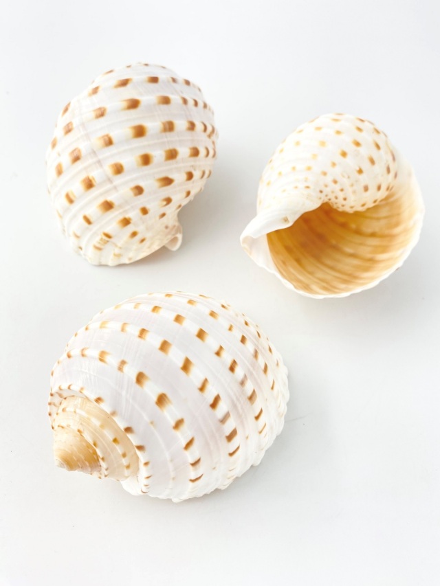 ウズラミヤシロ【約8～10cm】 En: Tonna Tessellata (size:8-10cm)