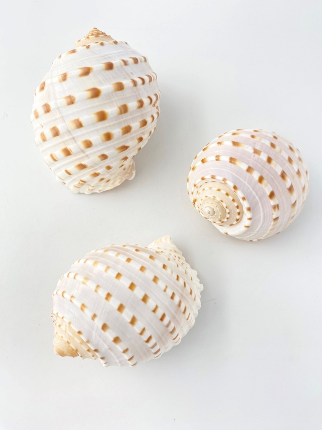 ウズラミヤシロ【約8～10cm】 En: Tonna Tessellata (size:8-10cm)