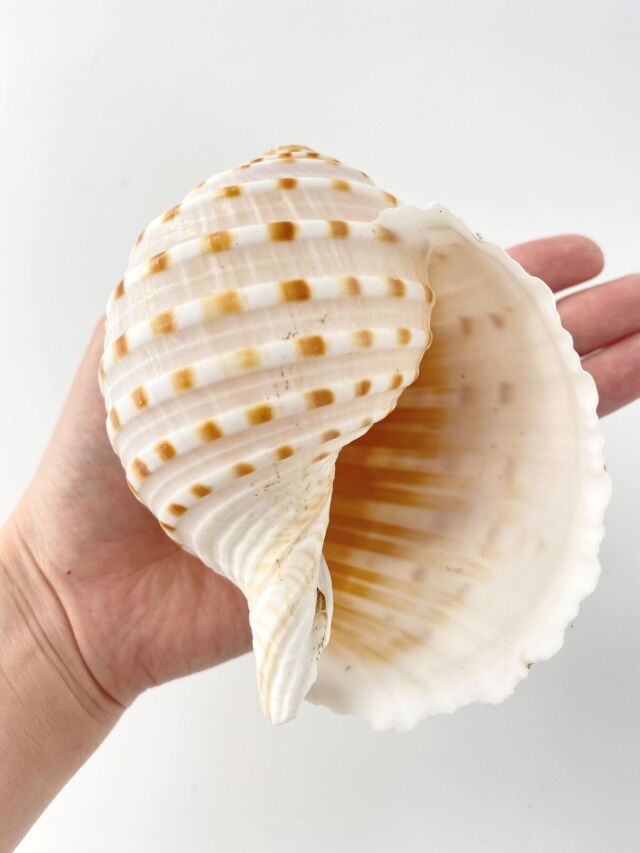 ウズラミヤシロ【約10～12cm】 En: Tonna Tessellata (size:10-12cm