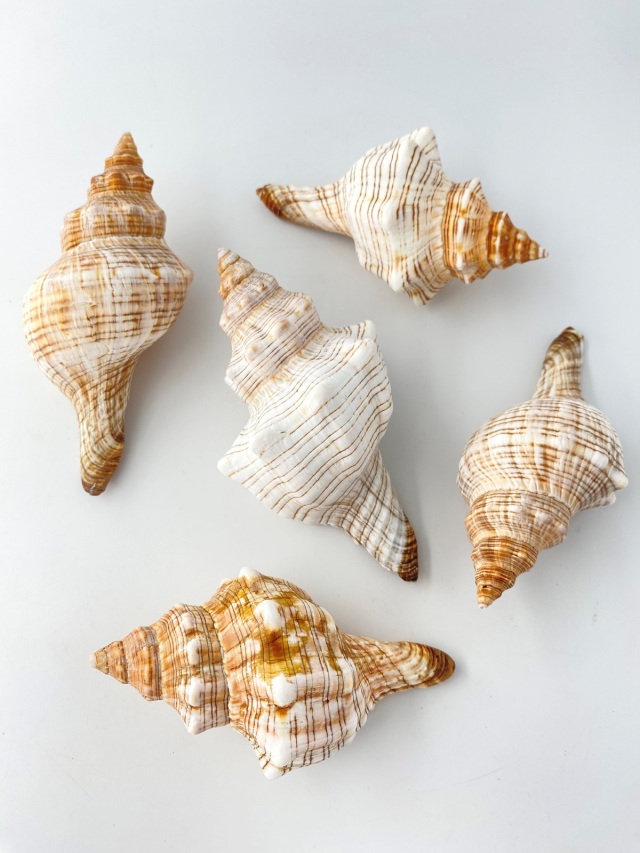 イトマキボラ【約12±1cm】 En: Facsciolaria Trapezium (size:12±1cm