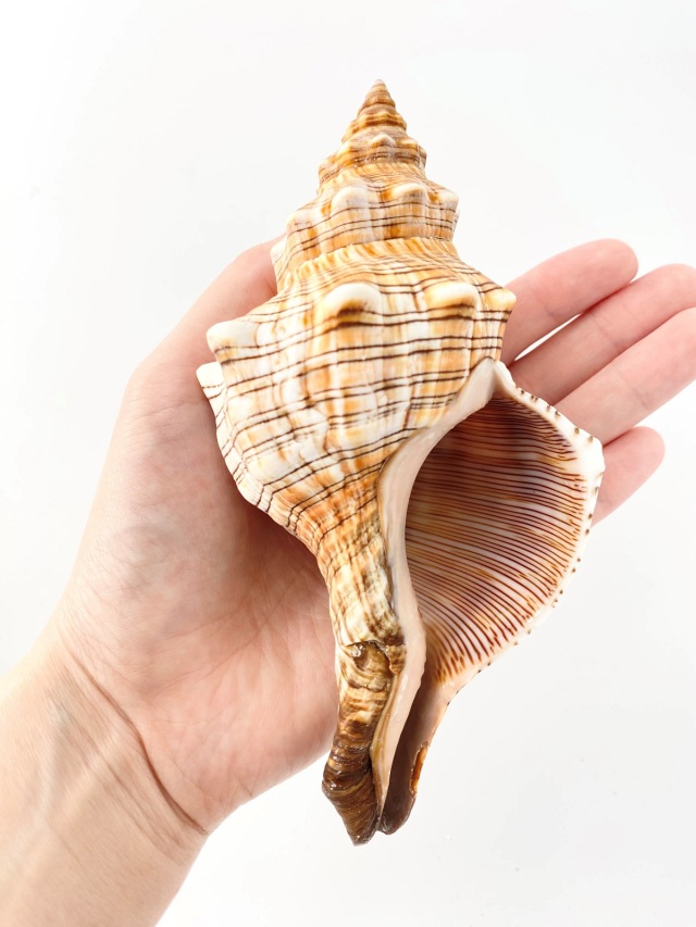 イトマキボラ【約14±1cm】 En: Facsciolaria Trapezium (size:14±1cm