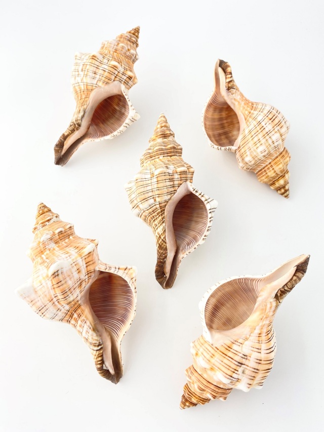 イトマキボラ【約14±1cm】 En: Facsciolaria Trapezium (size:14±1cm)