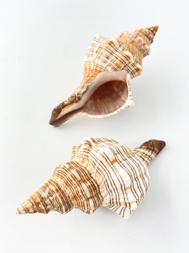 イトマキボラ【約14±1cm】 En: Facsciolaria Trapezium (size:14±1cm)