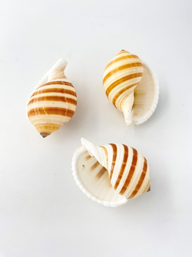 ミヤシロガイ【約7～8cm】 En: Tonna sulcosa (size:7-8cm)