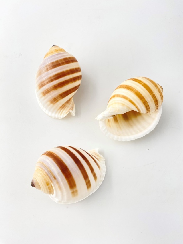 ミヤシロガイ【約7～8cm】 En: Tonna sulcosa (size:7-8cm)