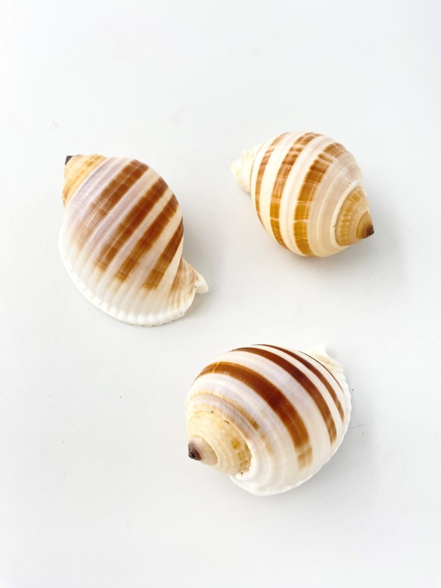 ミヤシロガイ【約7～8cm】 En: Tonna sulcosa (size:7-8cm) 貝殻