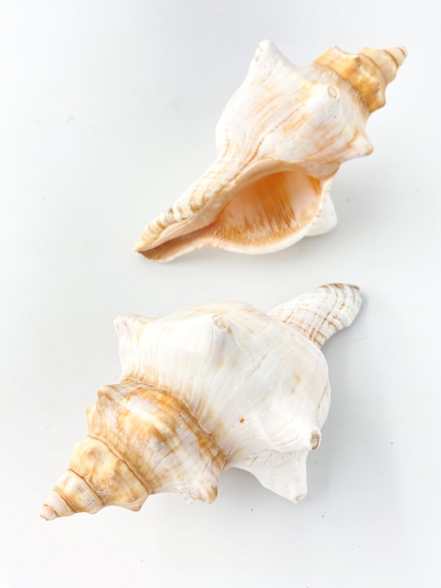 イトマキボラホワイト【14cm前後】 En: Facsciolaria Trapezium