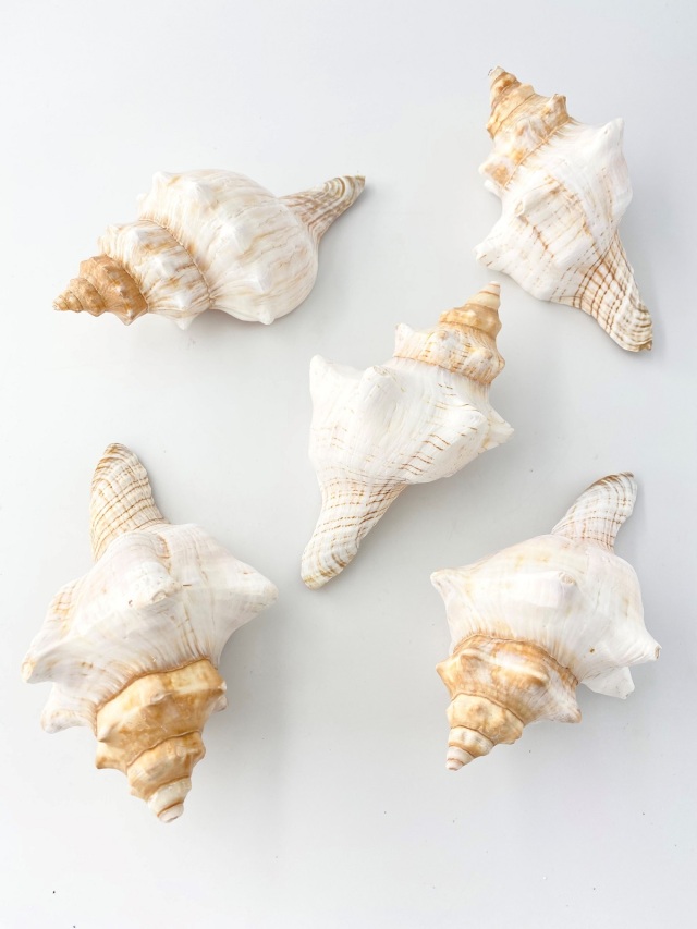 イトマキボラホワイト【14cm前後】 En: Facsciolaria Trapezium