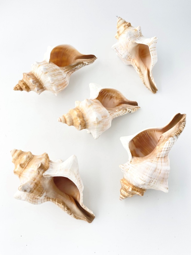 イトマキボラホワイト【14cm前後】 En: Facsciolaria Trapezium