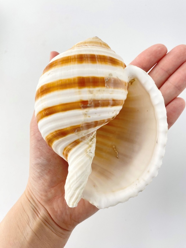 ミヤシロガイ【約10～12cm】 En: Tonna sulcosa (size:10-12cm) 貝殻