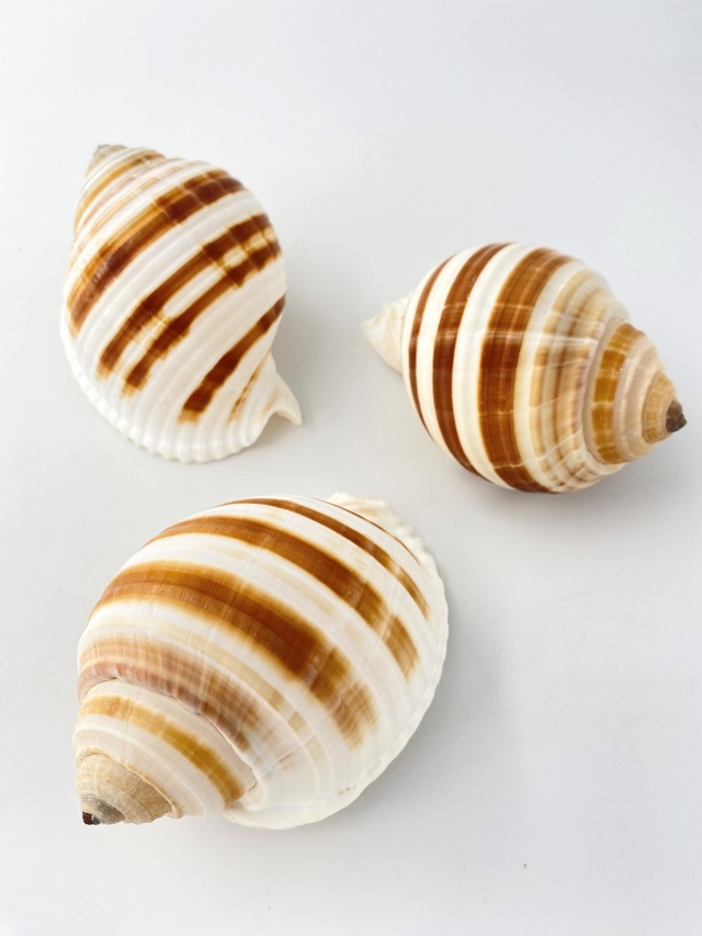 ミヤシロガイ【約10～12cm】 En: Tonna sulcosa (size:10-12cm) 貝殻