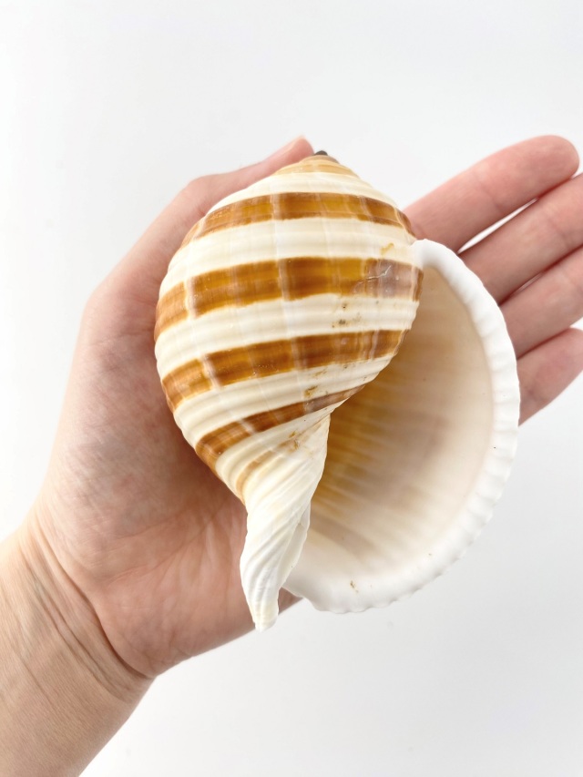ミヤシロガイ【約8～10cm】 En: Tonna sulcosa (size:8-10cm) 貝殻