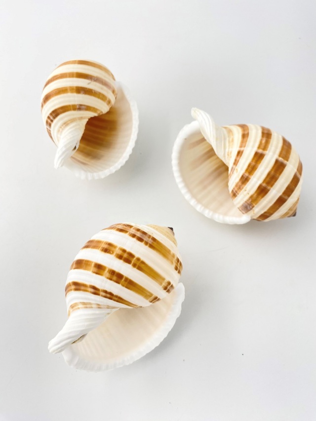 ミヤシロガイ【約8～10cm】 En: Tonna sulcosa (size:8-10cm) 貝殻