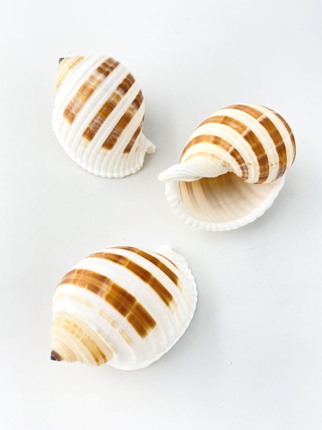 ミヤシロガイ【約8～10cm】 En: Tonna sulcosa (size:8-10cm) 貝殻