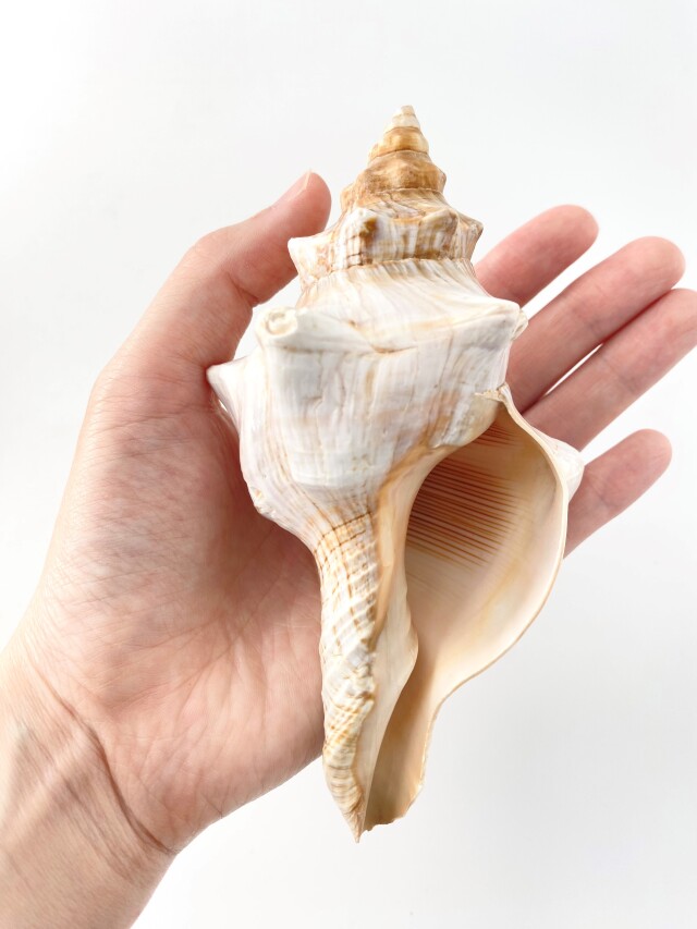 イトマキボラホワイト【14cm前後】 En: Facsciolaria Trapezium