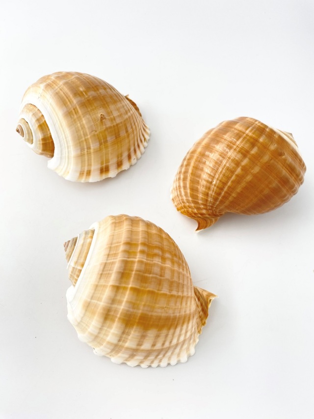 スジウズラ【約12～14cm】En: Tonna olearium (size:12-14cm) 貝殻