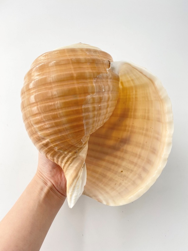 スジウズラ【約12～14cm】En: Tonna olearium (size:12-14cm) 貝殻