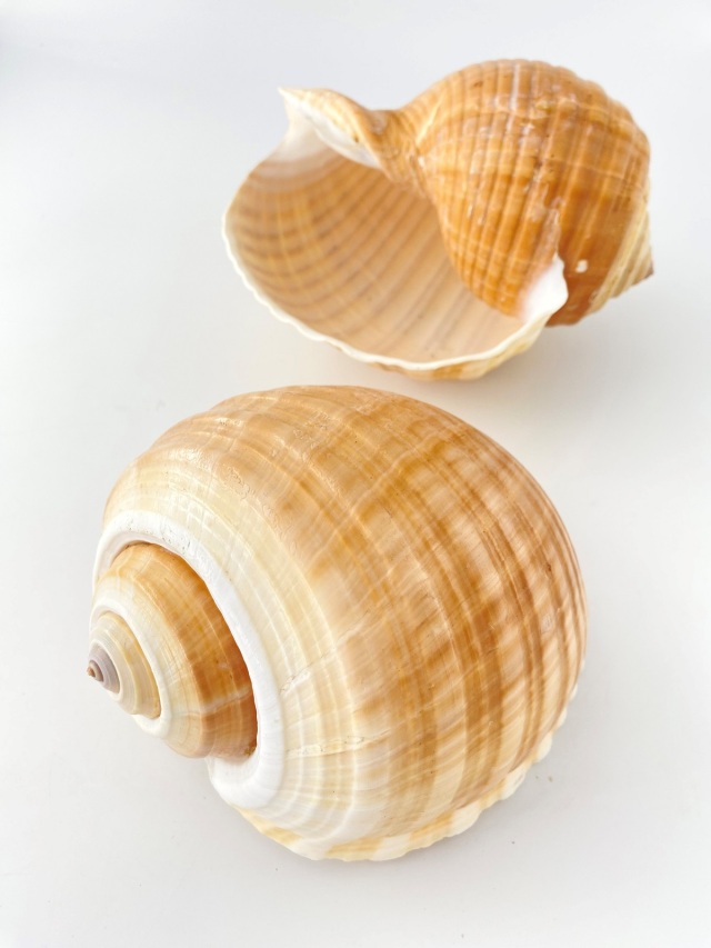 スジウズラ【約16～18cm】En: Tonna olearium (size:16-18cm) 貝殻