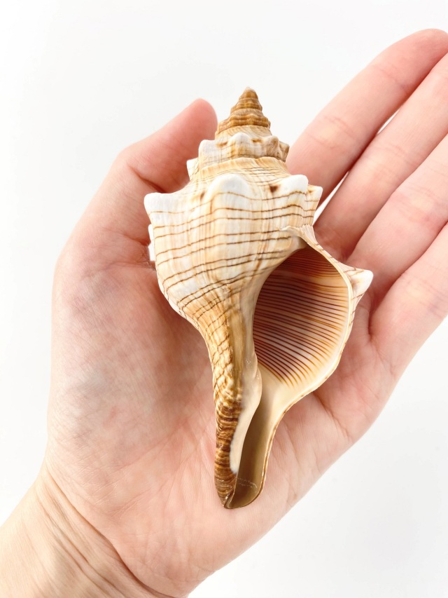 イトマキボラ【約8～10cm】 En: Facsciolaria Trapezium (size:8-10cm)