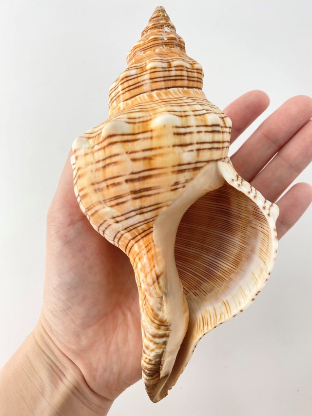 イトマキボラ【約16±1cm】En: Facsciolaria Trapezium (size:16±1cm