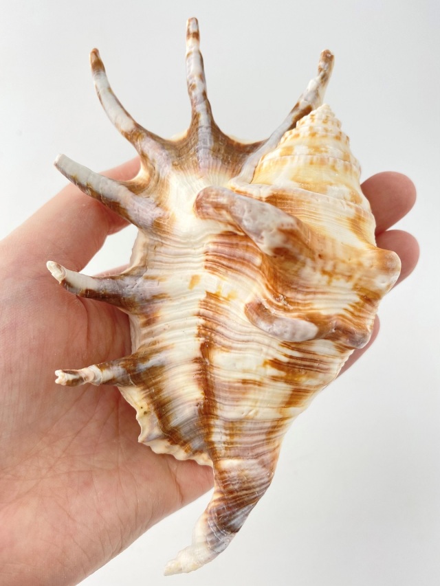 クモガイタイガー【13cm前後】En: Lambis Lambis - Tiger (size:13cm)