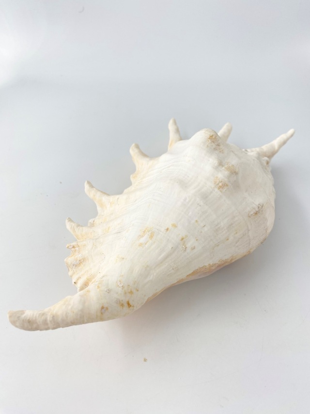 ラクダガイ【約30cm前後/1個】 En: Giant spider conch(Size:30cm