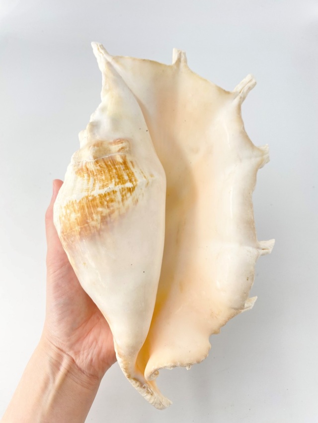 ラクダガイ【約30cm前後/1個】 En: Giant spider conch(Size:30cm