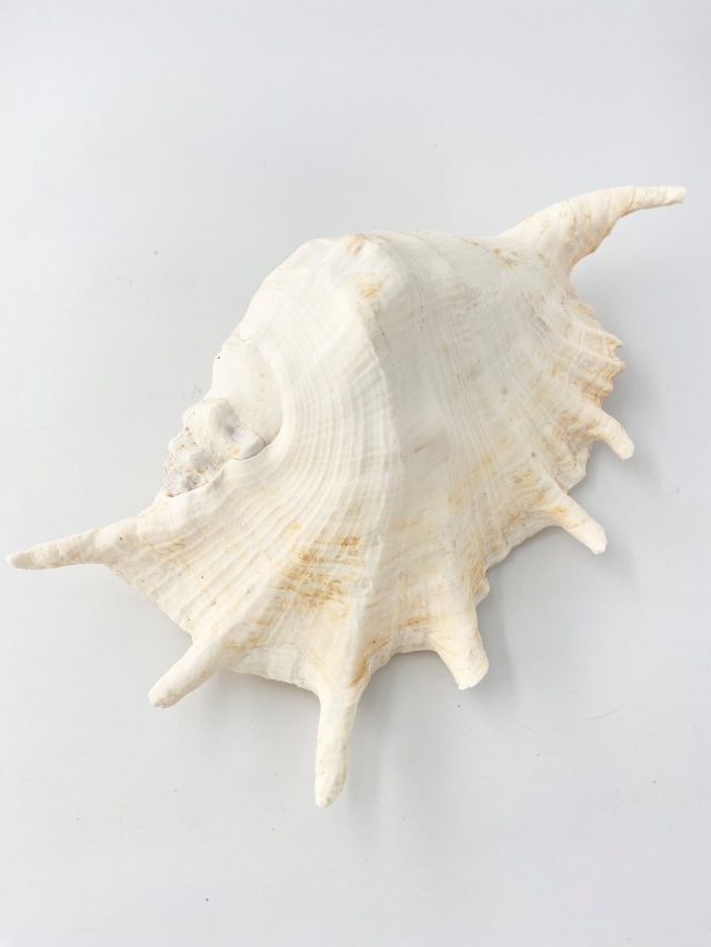 ラクダガイ【約30cm前後/1個】 En: Giant spider conch(Size:30cm