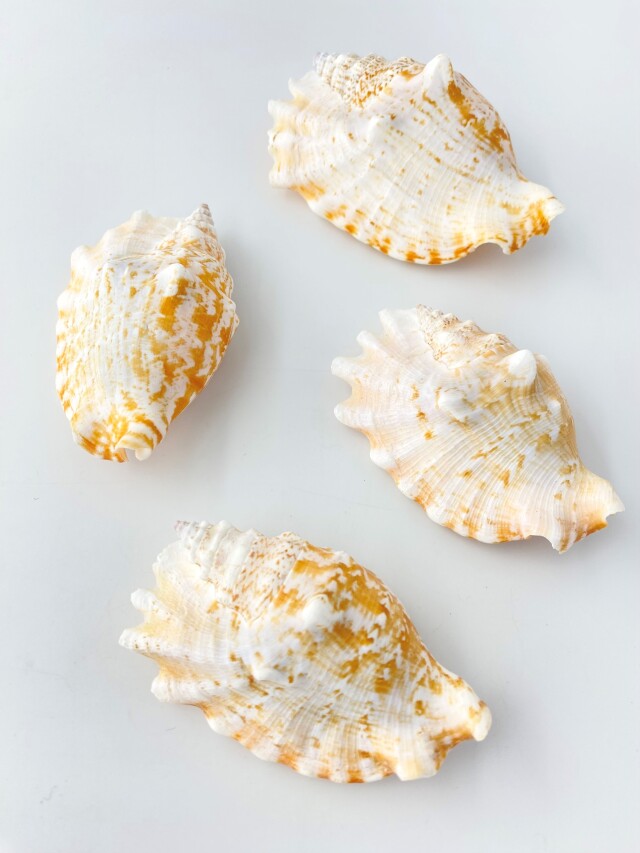 ヒメゴホウラオレンジ【約8～10cm】 En: Strombus Sinuatus orange