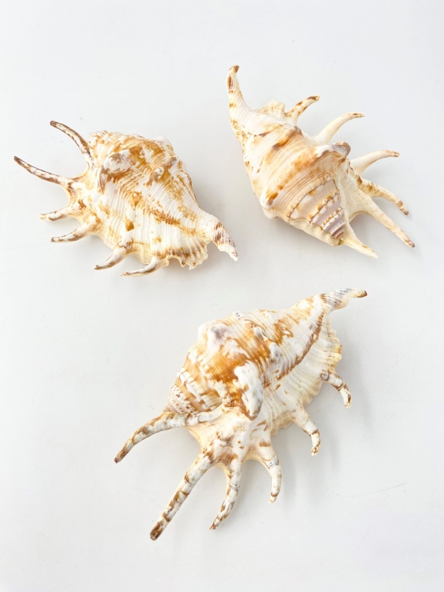 貝殻【タカラガイ、クモガイ、イモガイ他】まとめ売り 貝殻いろいろ クモガイ？ タカラガイなど - メルカリ