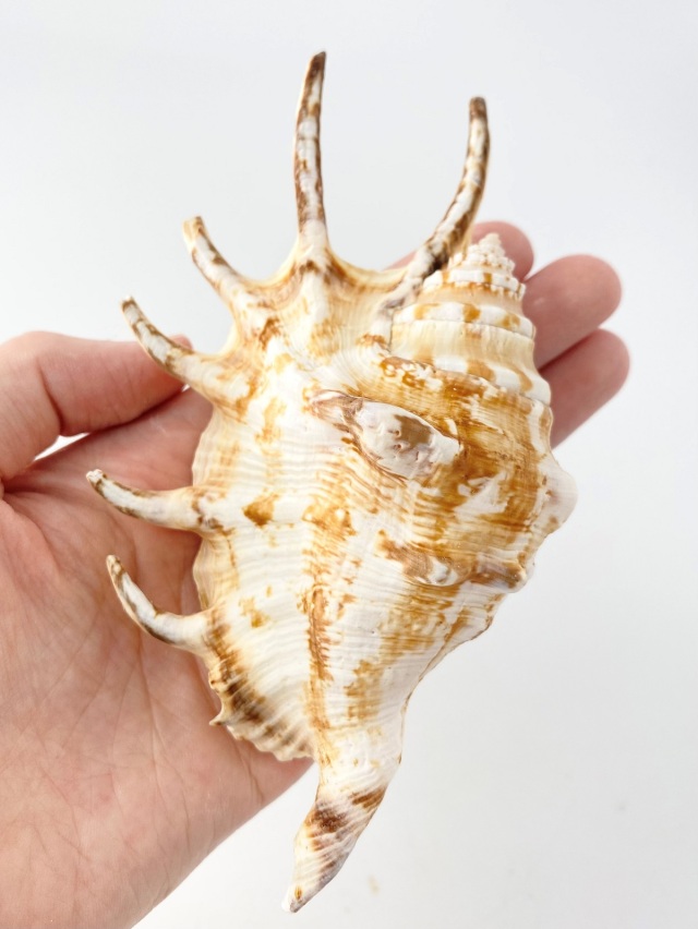 トウカムリガイ大・小・ホラガイ・クモガイ・その他セット トウカムリガイ大・小・ホラガイ・クモガイ・その他セット