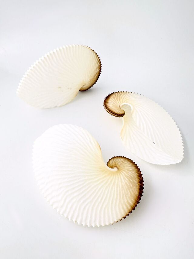 まとめ買い 貝殻 8点セットマンボウガイ アオイガイ シャコガイ