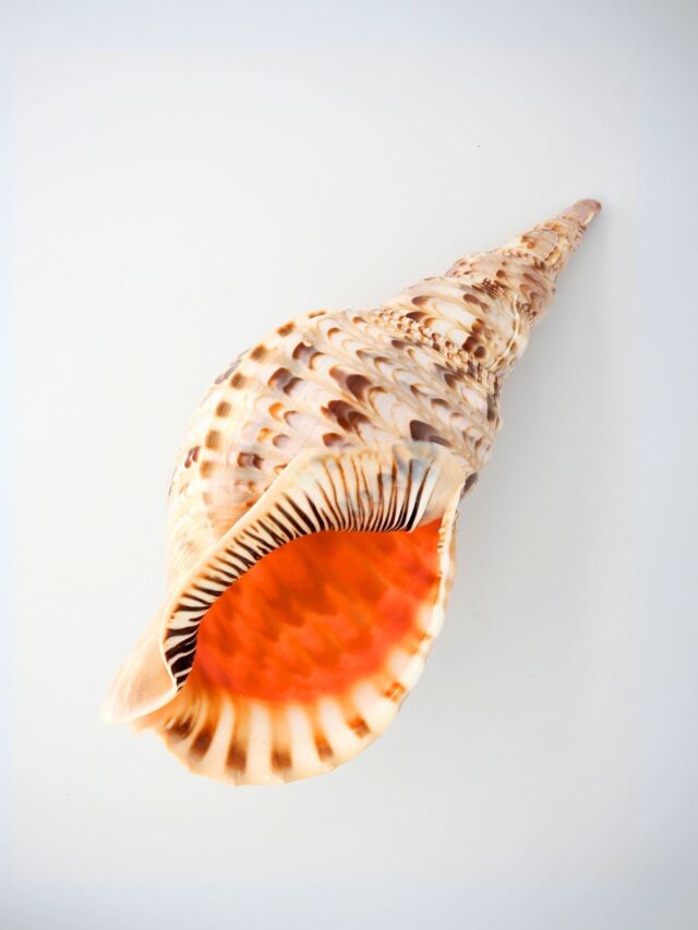 ホラガイ【35cm前後/1個】法螺貝 