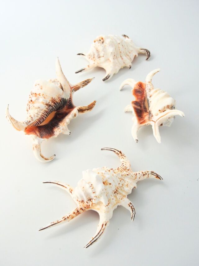 スイジガイ(水字貝)小【約10～12cm/1個】En: Lambis chiragra