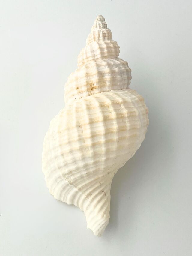 アヤボラS【約8～10cm/5本入】 En: Oregon Triton (size: 8-10cm