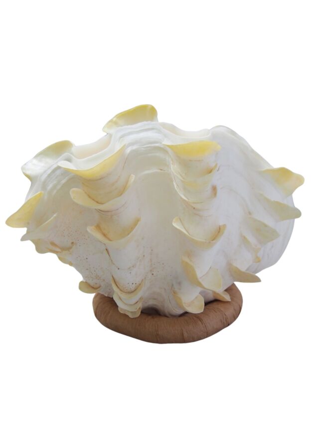 シャコガイ両面 現品 No.1（ヒレシャコガイ）【約28cm 3.9kg 