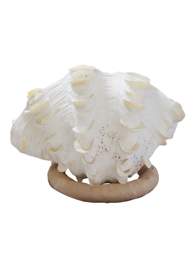 巨大ヒレシャコガイ 希少 巨大 沖縄県産 ヒレシャコガイ - メルカリ